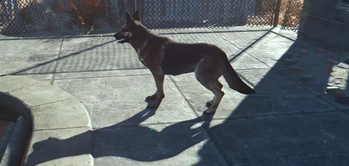 Dogmeat in Fallout 4