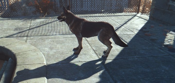 Dogmeat in Fallout 4