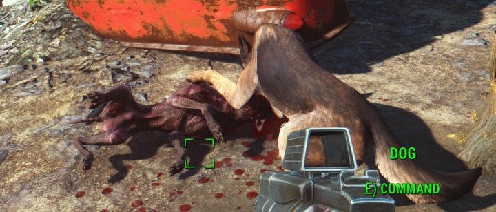 How Many Dog Comapanions Do You Get In Fallout How Many Dog Comapanions Do You Get In Fallout